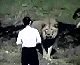 Man Enters Lions Area
