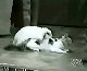 Funny Animals Humping