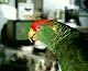 Bud Light Talking Parrots