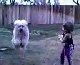 Funny Dog Video Clips