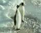 Penguin Trips His Buddy