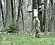 Deer Scared By Squirrel
