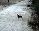 Hunter Misses A Big Buck