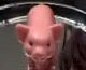 Pig Illusion