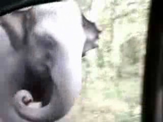 Elephant Attacks Car