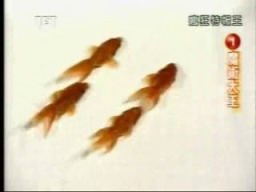 Goldfish Water Ballet