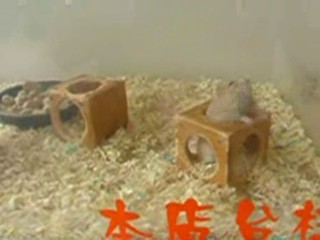 Hamsters Falling Backward