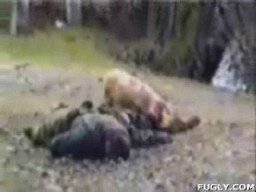 Pig Eats Man